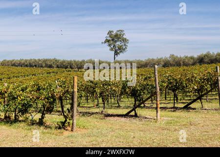 Rebreihen in einem Weinberg an einem sonnigen Nachmittag, Hunter Valley, New South Wales, Australien am Mittwoch, den 06. März, 2024. Stockfoto