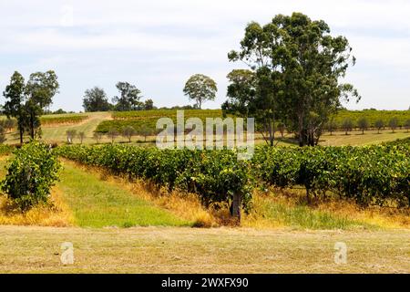 Rebreihen in einem Weinberg an einem sonnigen Nachmittag, Hunter Valley, New South Wales, Australien am Mittwoch, den 06. März, 2024. Stockfoto