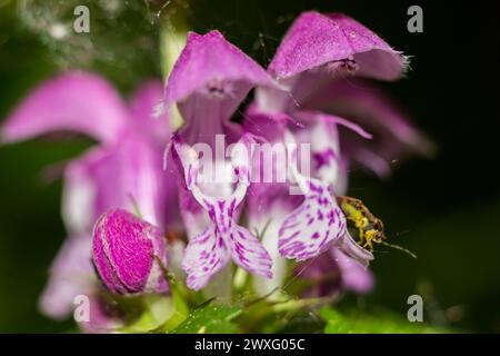 Violette Blüten der Pflanze Lamium maculatum (auch bekannt als gefleckte tote Brennnessel, gefleckte Heninchen und lila Drache) in Makro Stockfoto