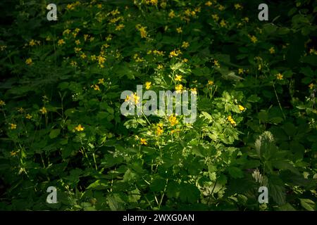 Allgemeine Ansicht der Pflanze Chelidonium majus (allgemein bekannt als großer Celandin, Nippelkraut, Schluckkraut, Tetterkraut) Stockfoto