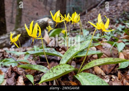 Forellenlilien oder Hahnenzahnveilchen (Erythronium umbilicatum) - Pisgah National Forest, Brevard, North Carolina, USA Stockfoto