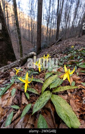 Weitwinkelperspektive der Forellenlien (Erythronium umbilicatum) in der Waldlandschaft - Pisgah National Forest, Brevard, North Carolina, USA Stockfoto