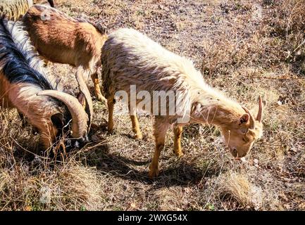 Ziegen Reihen sich wie eine Parade in einem Essrausch an. Wunderbare Gras zum Essen. Stockfoto