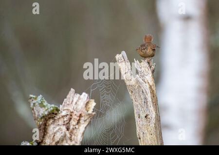 Godalming, Großbritannien. 30. März 2024. Thursley Common, Elstead. 30. März 2024. Ein sonniger Start in den Tag für die Home Counties. Ein Zorn (Troglodytes troglodytes) im ersten Licht am Ostersamstag im Thursley Common bei Godalming in Surrey. Quelle: james jagger/Alamy Live News Stockfoto
