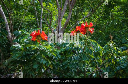 Roter afrikanischer Tulpenbaum im wunderschönen Garten an sonnigen Tagen. Blühender afrikanischer Tulpenbaum Spathodea campanulata im tropischen Garten Stockfoto