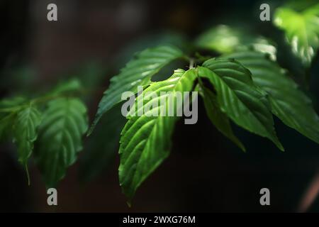 Nahaufnahme Naturansicht von grünen Blättern und Palmen Hintergrund. Flach liegend, dunkles Naturkonzept, tropisches Blatt Stockfoto