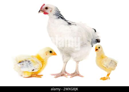 Hühner und Schleppküken stehen und schauen auf weißem Hintergrund. Stockfoto