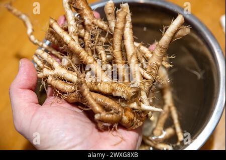 Frisches Taraxacum officinale, die Löwenzahnwurzeln oder gewöhnliche Löwenzahnwurzeln. Stockfoto