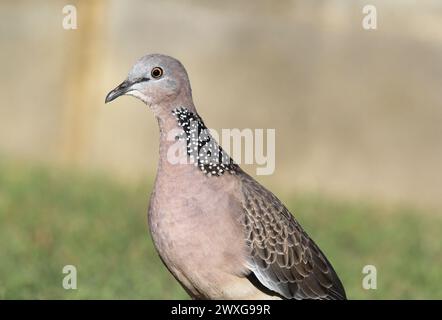 Nahaufnahme Porträt eines gefleckten Taubenvogels Stockfoto