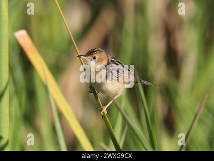 Goldenköpfiger Cisticola-Vogel, der auf einem Stück Gras sitzt Stockfoto