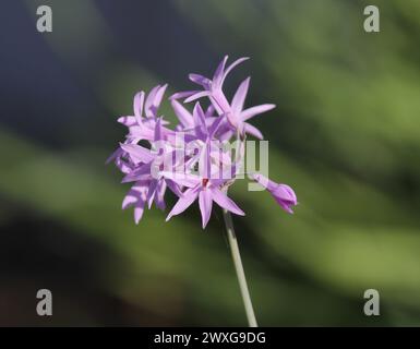 Gesellschaftsknoblauch (Tulbaghia) Blüte auf einer Pflanze im Garten Stockfoto