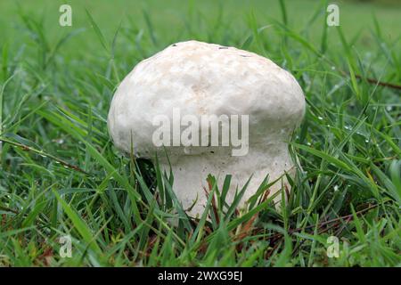 Puffballpilz im grünen Gras nach Regen Stockfoto