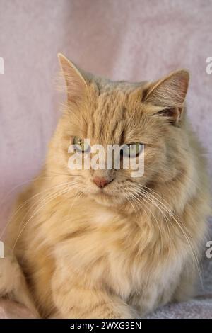 Porträt einer niedlichen langhaarigen Ingwer-Tabby-Katze Stockfoto