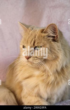 Nahaufnahme Porträt einer langhaarigen Ingwerkatze Stockfoto