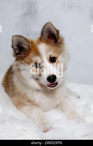 Der norwegische Lundhund ruht sich aus und schaut in die Camara. Manche nennen es auch einen norwegischen Puffinhund. Stockfoto