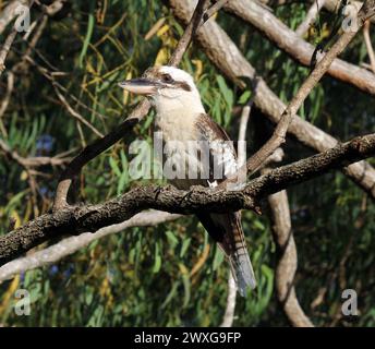 Lachender Kookaburra-Vogel, der auf einem Baumzweig sitzt Stockfoto