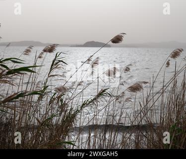 Ufer des Bolsenasees mit Schilf im Vordergrund im Frühjahr, von Montefiascone aus gesehen, Region Latium, Italien. 30. März 2024 Stockfoto