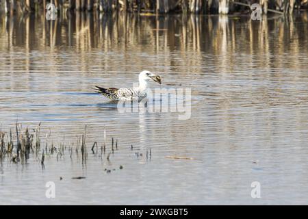 Nahaufnahme schwimmende schwimmende Futtersuche der Jungmöwe Larus marinus im jungen Gefieder mit aufgetauchter Schwanenmuschel, Anodonta cygnea, in Stockfoto