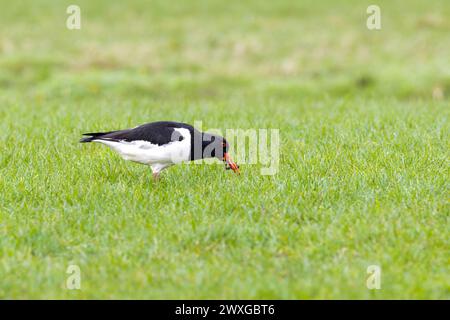 Nahaufnahme eines Austernfängers, Haematopus ostralegus, der in einer gebeugten Position läuft, mit Bodenresten und einem Regenwurm seinen Schnabel in einer grünen Mea Stockfoto