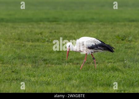 Nahaufnahme eines Storchs, Ciconia ciconia, der auf einer grünen Wiese auf Nahrungssuche geht, mit einem Vogelring um sein Bein, dessen Schnabel zum Boden gerichtet ist, und Stockfoto