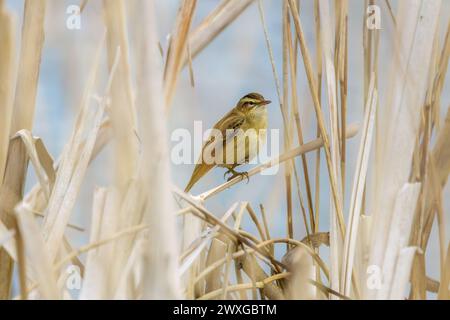 Nahaufnahme eines Schilfschwanzers, Acrocephalus Schoenobaenus, der im frühen Frühjahr auf Schilfstielen in einem natürlichen Lebensraum von toten gelben braunen Wasserschilfen ruht Stockfoto