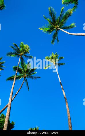Tropische Kokospalmen vor klarem blauem Himmel in Honolulu - Hawaii, USA Stockfoto