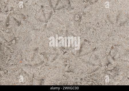 Pfotendrucke von Vögeln Möwen auf dem Strand Sandmuster von oben. Stockfoto