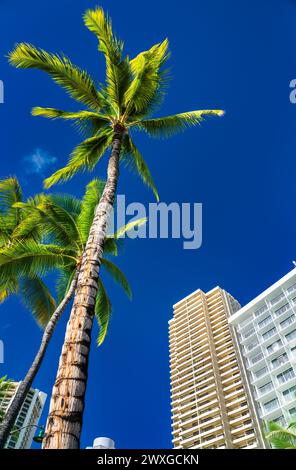 Palm Tree und Hotel am Waikiki Beach in Honolulu - Hawaii, USA Stockfoto