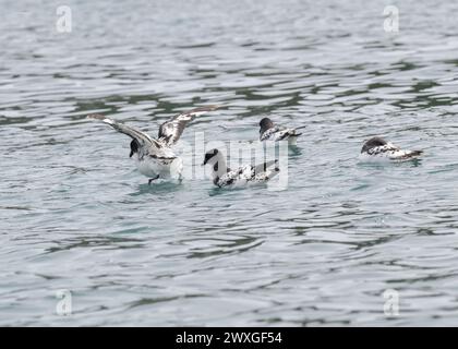 Petrel Cape (Daption capense), kleine Gruppe auf dem Meer, Right Whale Bay, Südgeorgien, Januar 2024 Stockfoto