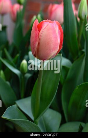 Nahaufnahme der Blumen von Tulipa 'Mystic van Eijk' in einem Garten im Frühling Stockfoto