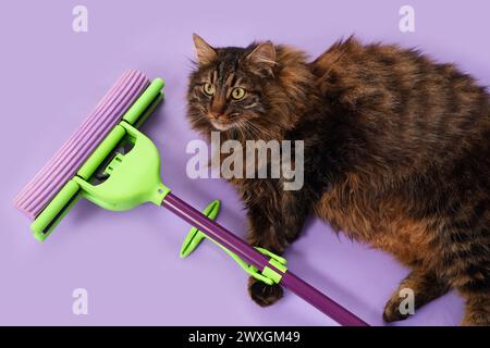 Niedliche Katze mit Mopp auf Fliederhintergrund, Blick von oben Stockfoto