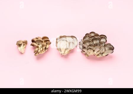Frische Austernpilze auf rosa Hintergrund Stockfoto