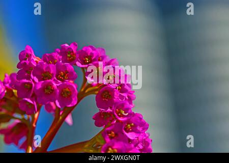 Bergenia cordifolia hängt an der Wand in einer vertikalen Pflanzung an der Wand, im Hintergrund BMW Firma Stockfoto