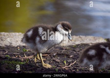 Ein neugeborener ägyptischer Görling in einem Park in Großbritannien. Quelle: Vuk Valcic/Alamy Stockfoto