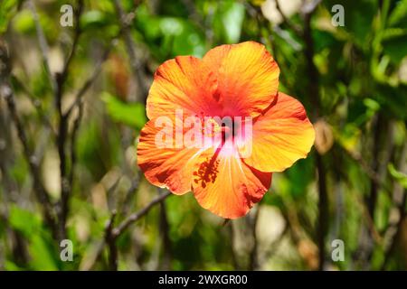 Eine Nahaufnahme einer leuchtend orange-gelben Hibiskusblüte bei Sonnenschein. Stockfoto
