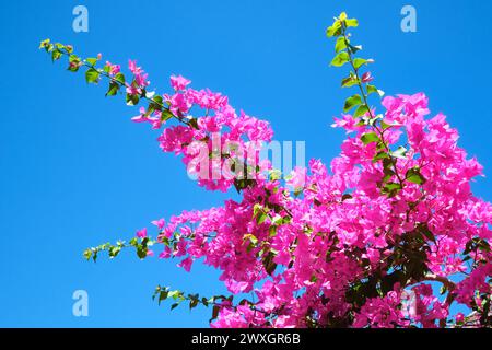 Hellrosa Bougainvillea blüht vor einem blauen Himmel in hellem Sonnenlicht. Stockfoto