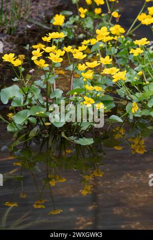 Caltha palustris. Marsh Ringelblumen in einem Pool. UK Stockfoto