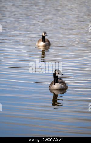 Das Porträtfoto eines Paares Kanadänse, Branta canadensis, das zusammen auf einem See gesehen wird und nichts anderes auf dem Bild zeigt, kräuselt sich nur auf der Oberfläche des Sees. Stockfoto