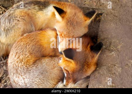 Zwei Schlaffüchse, die sich zusammenfügen, eignen sich perfekt für Kinderbücher, Illustrationen mit Tiermotiven oder familienorientierte Designs Stockfoto