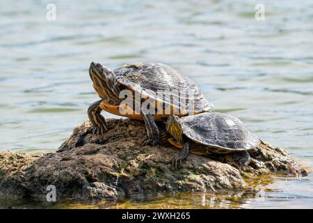 Gelbbauchschildkröten auf einem Felsen in der Nähe von Wasser Stockfoto