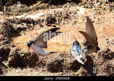 Schwalben Mehlschwalben Rauchschwalben *** Schwalbenhaus martins Scheunenschwalben Stockfoto