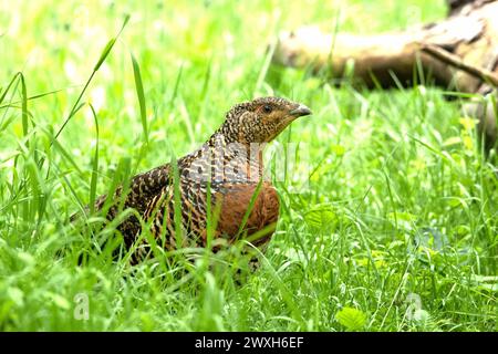 Auerhenne Auerhuhn Henne Auerhenne *** Auerhuhn Auerhuhn Auerhuhn Auerhuhn Auerhuhn Auerhenne Auerhuhn Auerhenne Stockfoto