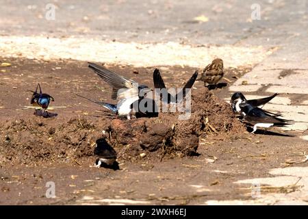 Schwalben Mehlschwalben Rauchschwalben *** Schwalbenhaus martins Scheunenschwalben Stockfoto