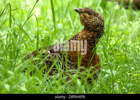 Auerhenne Auerhuhn Henne Auerhenne *** Auerhuhn Auerhuhn Auerhuhn Auerhuhn Auerhuhn Auerhenne Auerhuhn Auerhenne Stockfoto