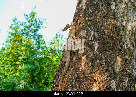 Warane am Ufer kletterten aus dem Teich auf den Tree City Park Stockfoto