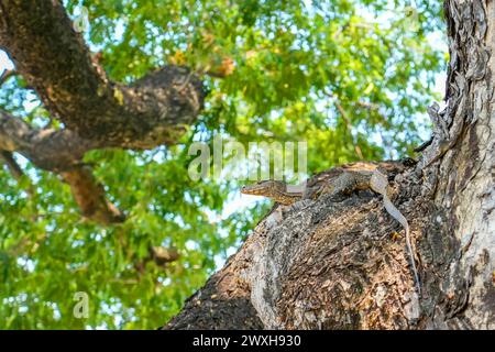 Warane am Ufer kletterten aus dem Teich auf den Tree City Park Stockfoto