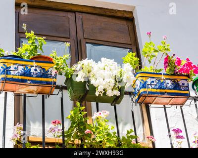 Blumenarrangements in hängenden Pflanzgefäßen auf einem Balkongeländer Stockfoto