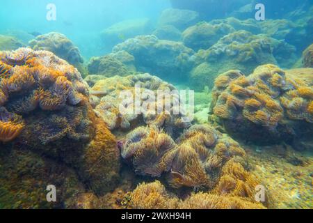 Seeanemone Tentakeln Koloniensiedlungen in ihrem natürlichen Lebensraum warme tropische Gewässer auf Felsen Korallen Riff. Stockfoto