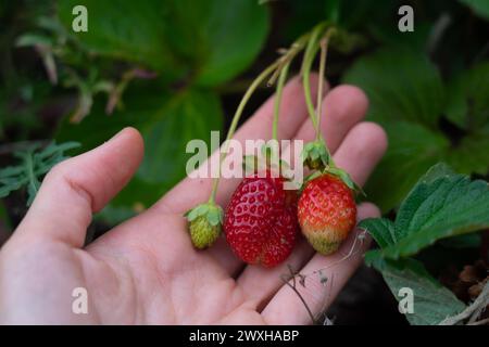 Die Hand der Frau pflückt Bio-Erdbeeren aus der Pflanze Stockfoto