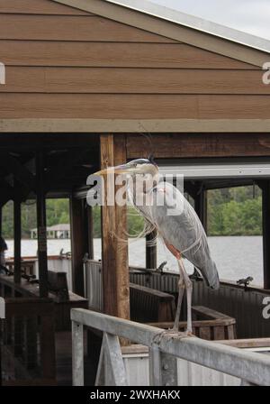 Ein majestätischer großer blauer Reiher thront anmutig am Rand eines Docks Stockfoto